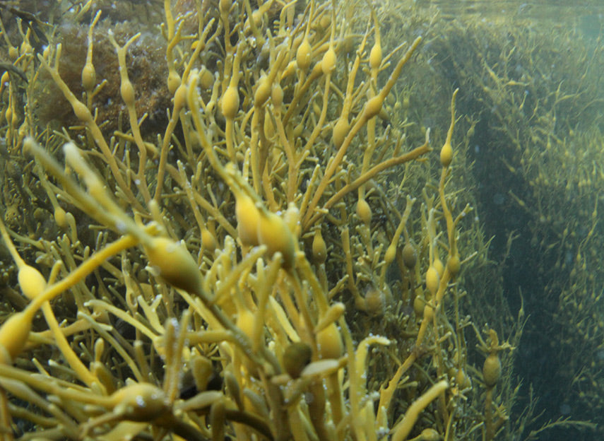 An underwater shot of Ascophyllum nodosum seaweed in the ocean.