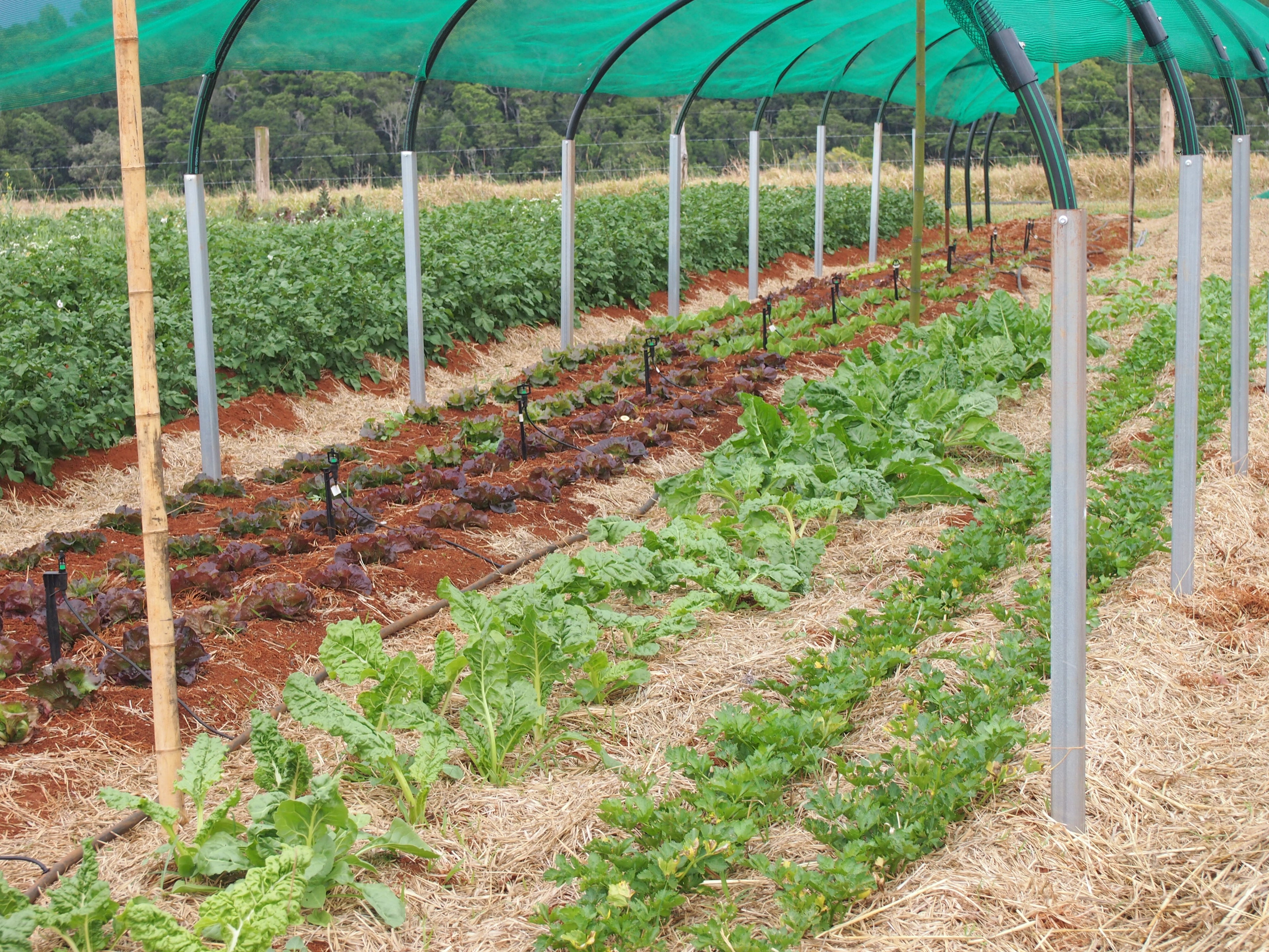 Rows of vegetables including celery, silver beet, lettuce and potatoes growing in red soil covered by shadecloth over a frame