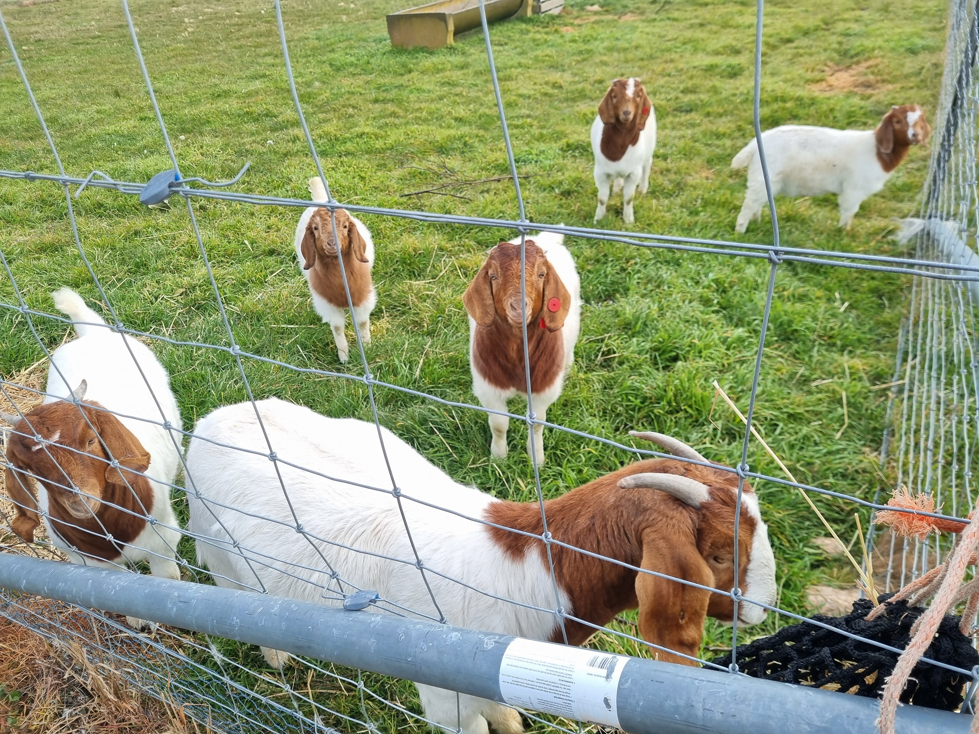 Goats in a fenced area with green grass