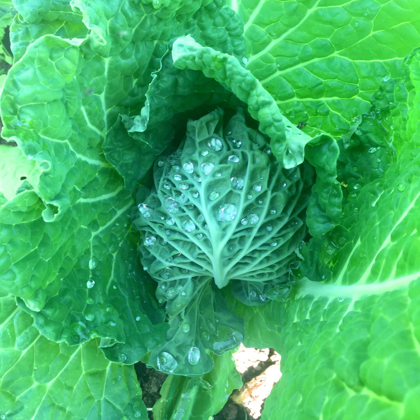 Close up of a head of cabbage with sparkling drops of water in a garden