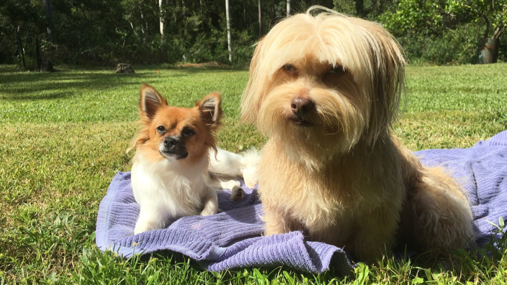 Miss LiLi and Coco sitting on a purple blanket surrounded by lawn grass.