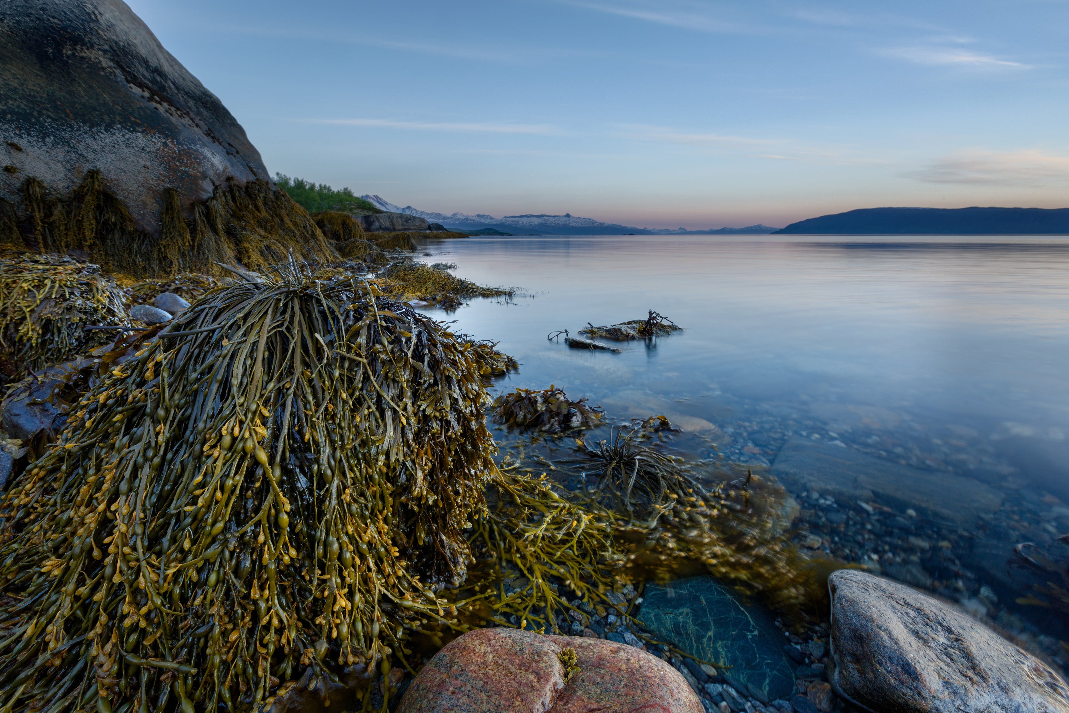 Landscape of a Norwegian fjord with Ascophyllum nodosum seaweed hanging from the rocks and a mountainous background.