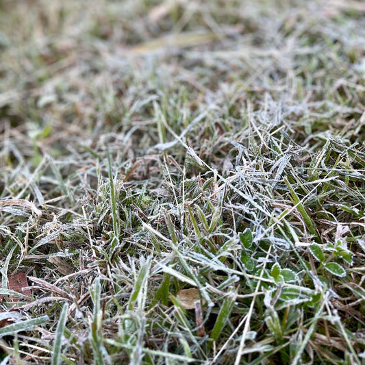 Seaperia Seaweed for Frost Protection of your Crops