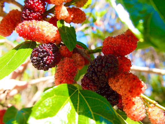 Shop all products https://seaperia.com.au/pages/all-products-1