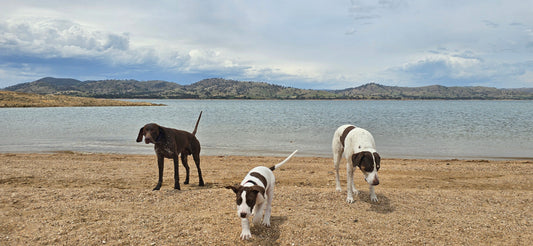 Animal Fertility from Seaweed