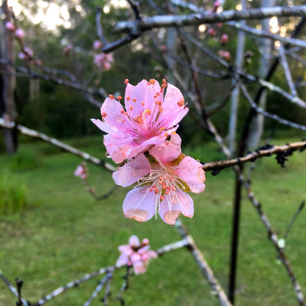 6 reasons to use Seaweed this Spring: Stronger Plants, Healthier Animals and Happier You!