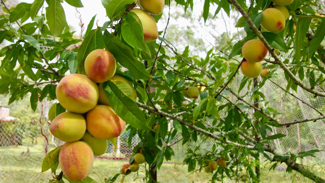 Grow Sweet, Juicy Fruit with Seaperia Super-Concentrated Soluble Seaweed