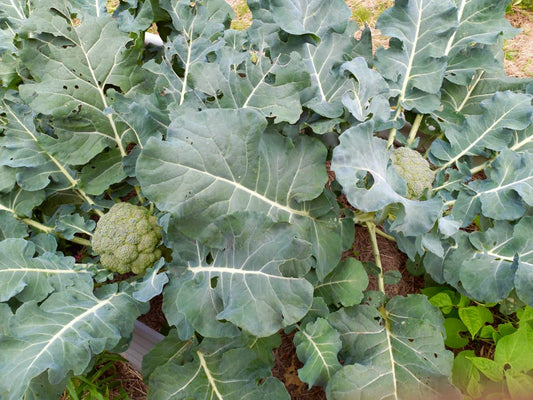 Seaperia Soluble for Plants