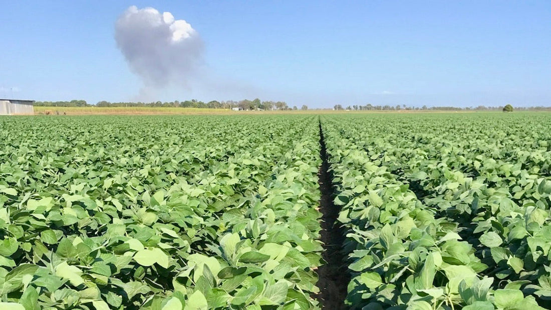 Inputs for Growers in Transition: How Seaperia Seaweed Supports Regenerative Farming in Australia