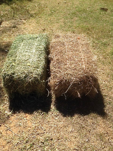 Organic Hay - Two Growers' Personal Experiences