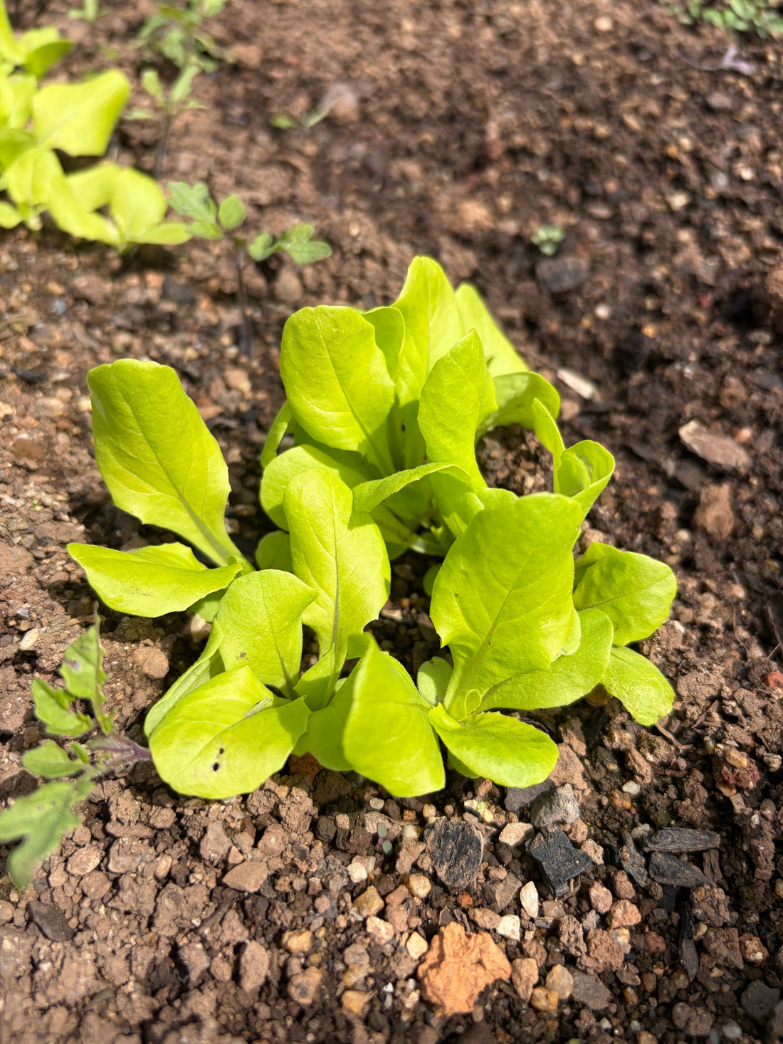 10 Steps to Winter Gardening Success with Seaperia Seaweed