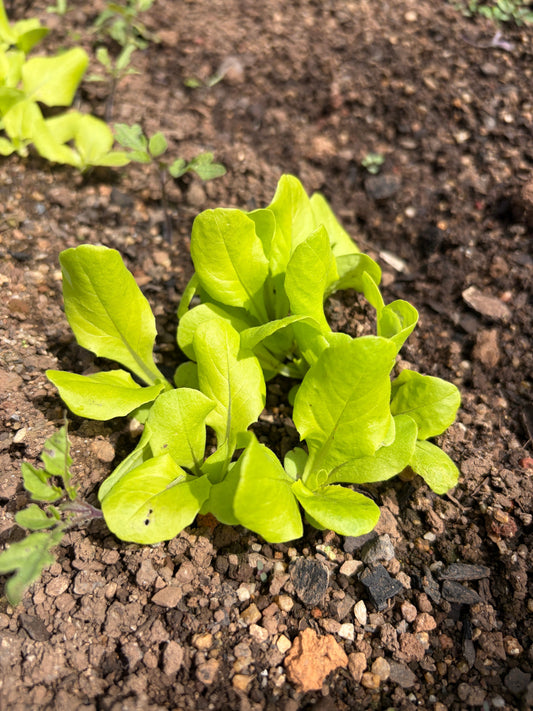 10 Steps to Winter Gardening Success with Seaperia Seaweed