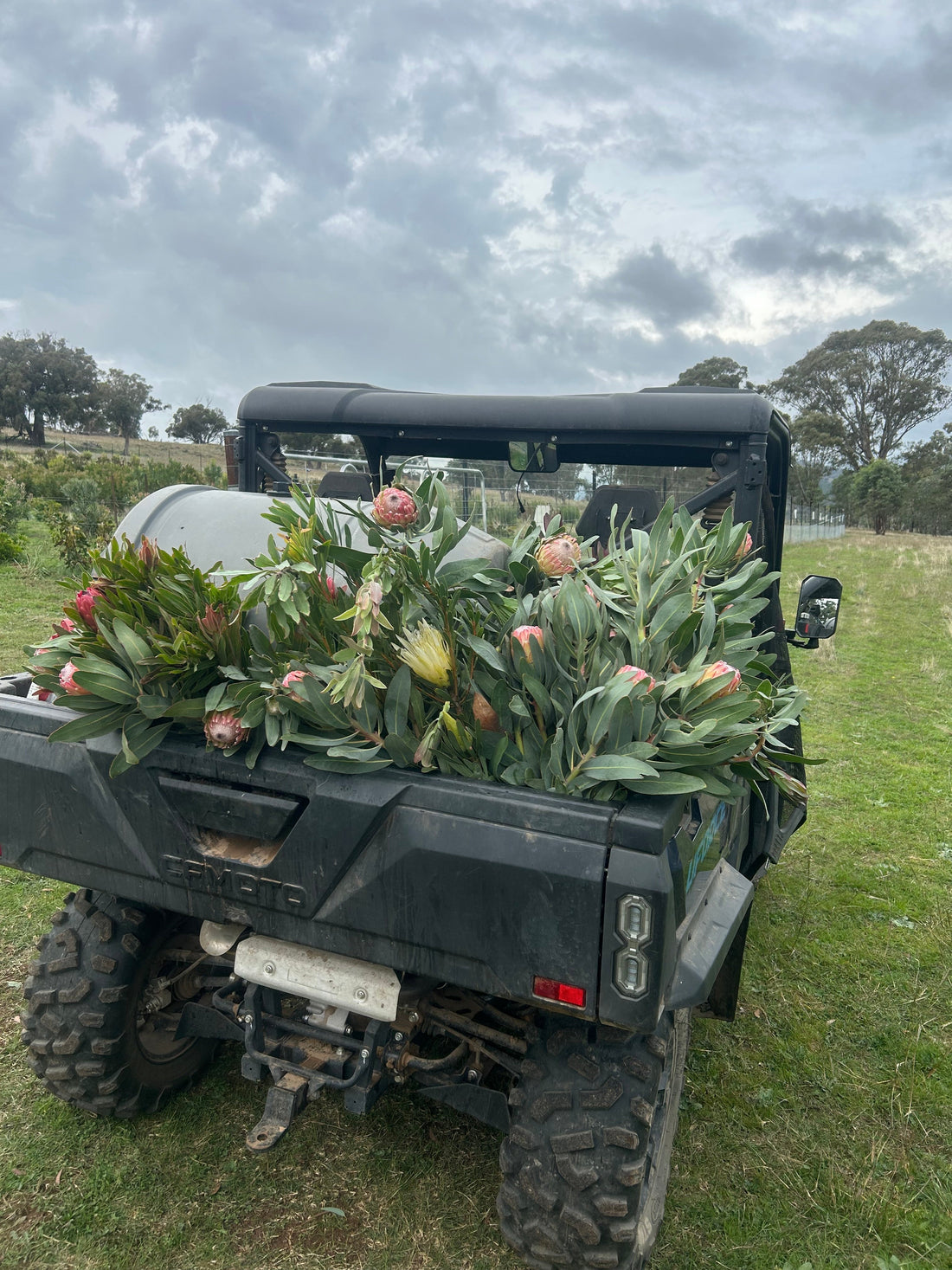 Tim's Proteas - Using Seaperia seaweed to grow unusual plants