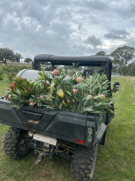 Tim's Proteas - Using Seaperia seaweed to grow unusual plants
