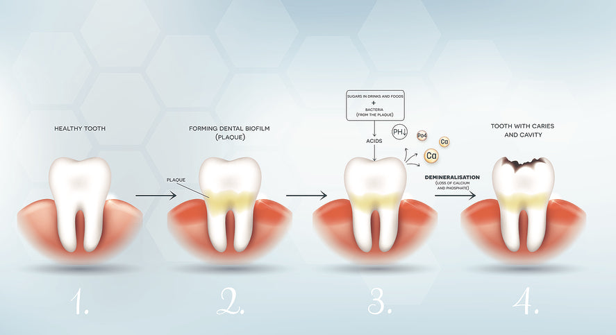 Seaweed for Dental Health: How Ascophyllum Nodosum Supports Healthy Teeth & Gums