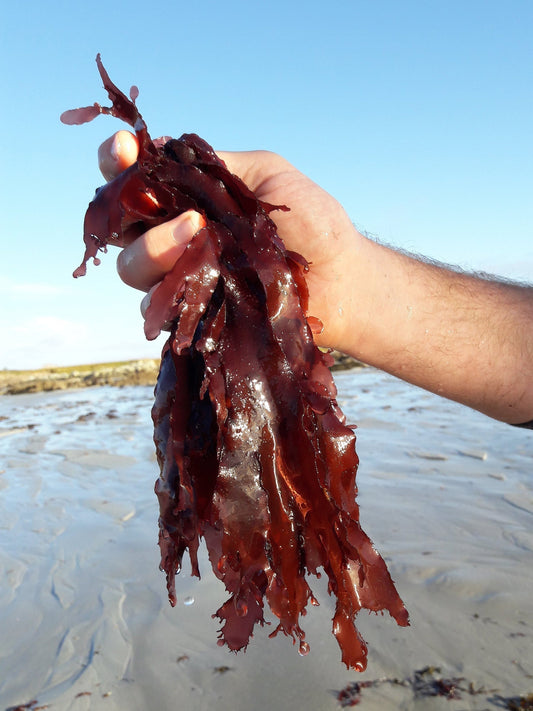 The Blue Zones and the Seaweed Connection