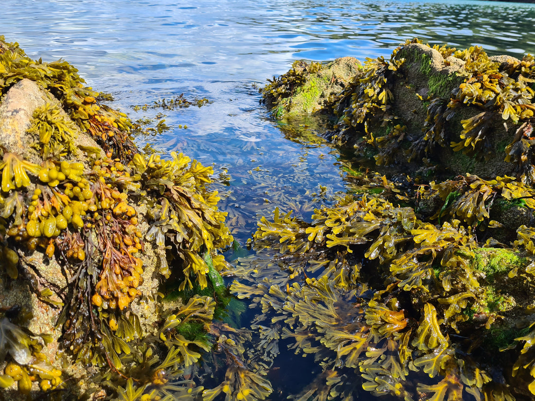 How Alkaline Hydrolysis Unlocks the Power of Seaperia Soluble Seaweed Fertiliser