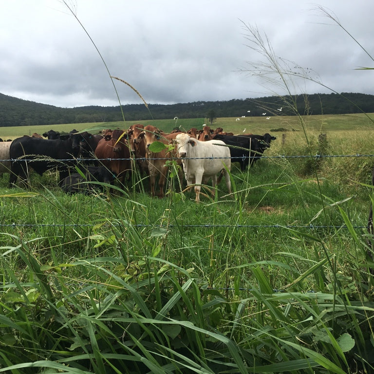Cattle grazing in a grassy field with a cloudy sky