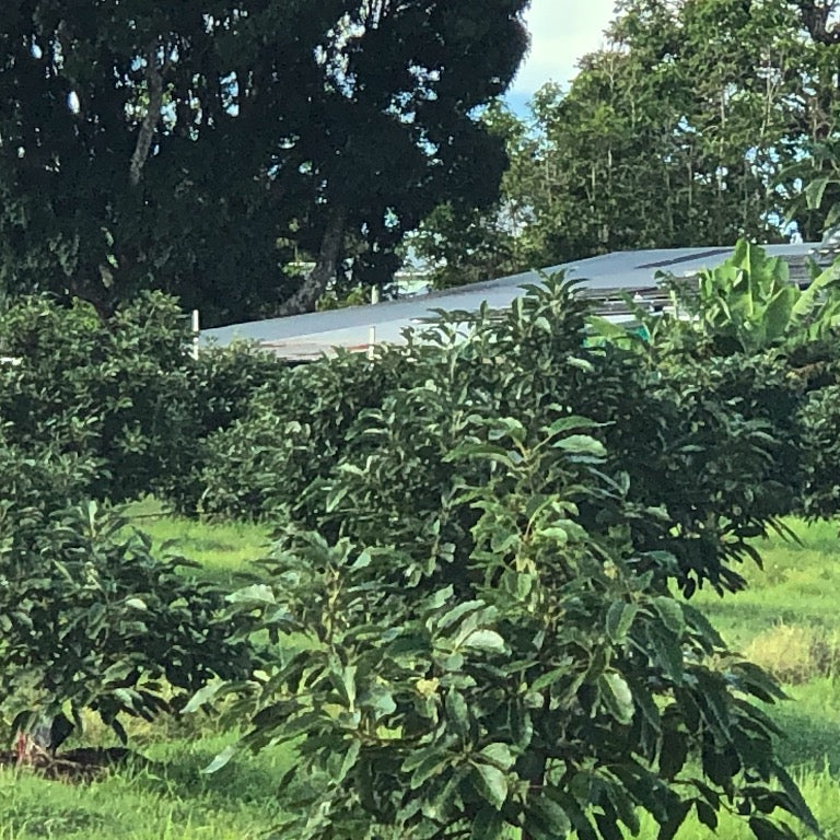 Green foliage with a building partially obscured by trees in the background