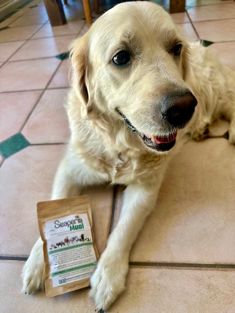 A golden labrador lying on a tiled floor with a packet of Seaperia Meal between his front paws