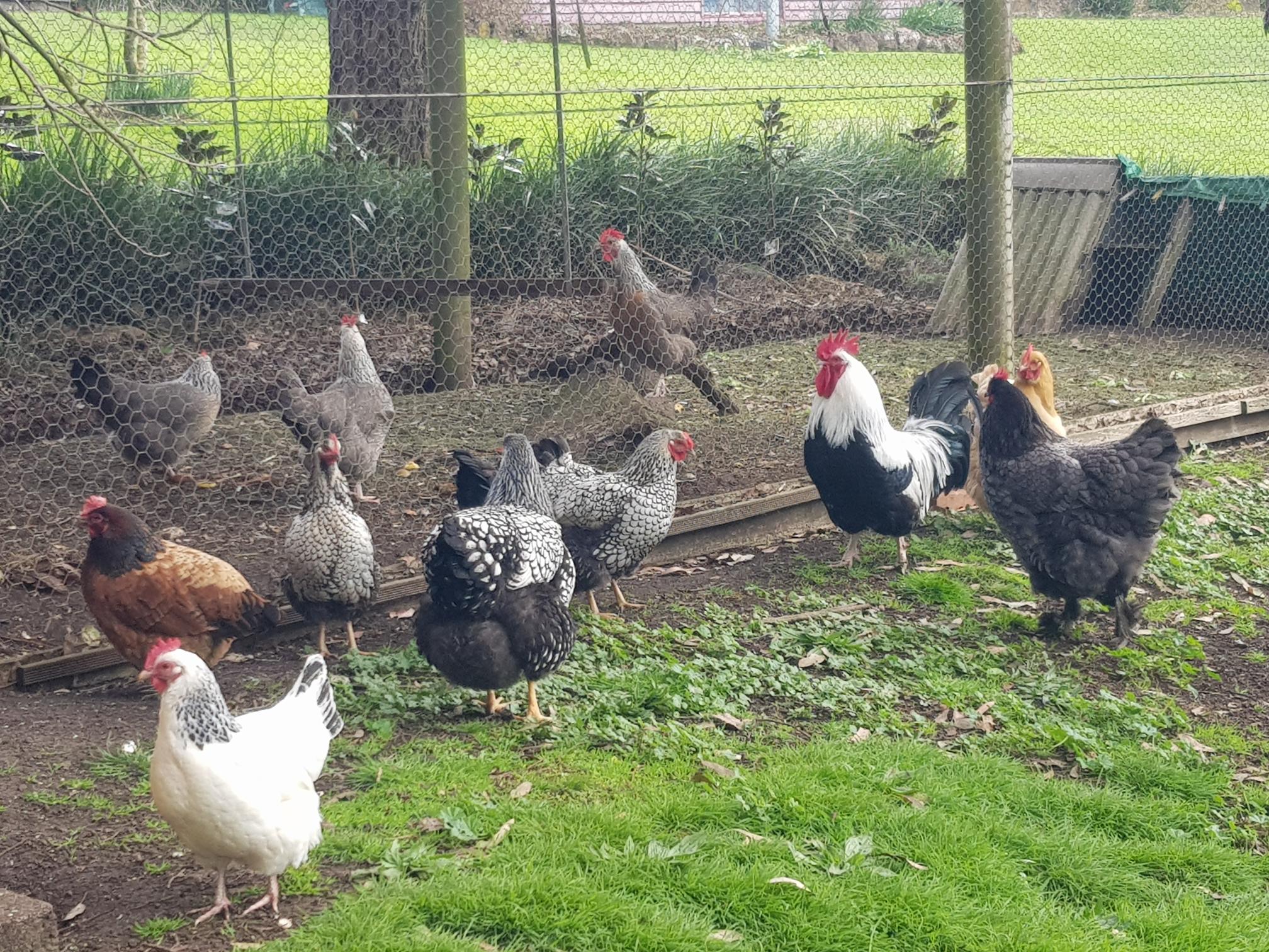 Group of chickens in a fenced outdoor area with grass and dirt ground.