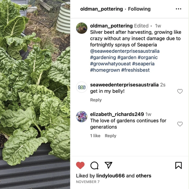 A screenshot of an instagram post showing how Seaperia stopped insect damage on silver beet with fortnightly sprays.