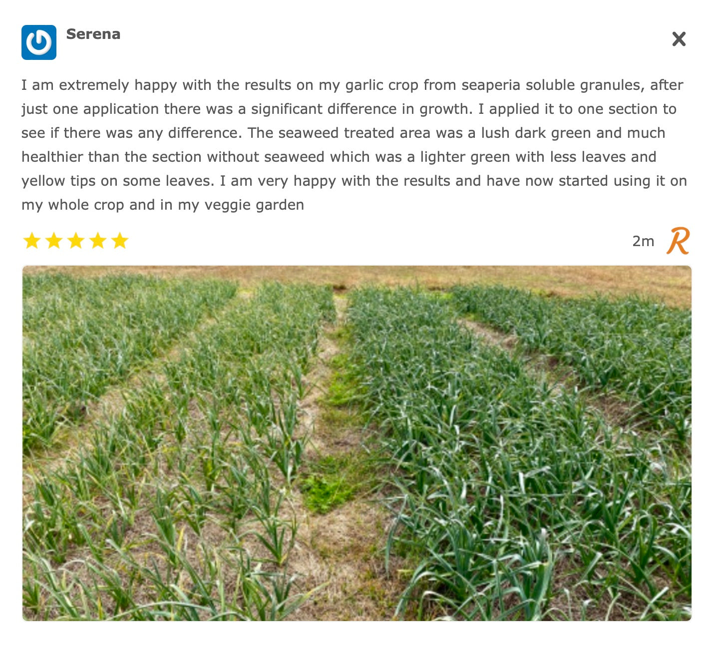 A screenshot of a google review about Seaperia and the great results on her garlic crop, with a photo showing the two crops, one sprayed and one not.