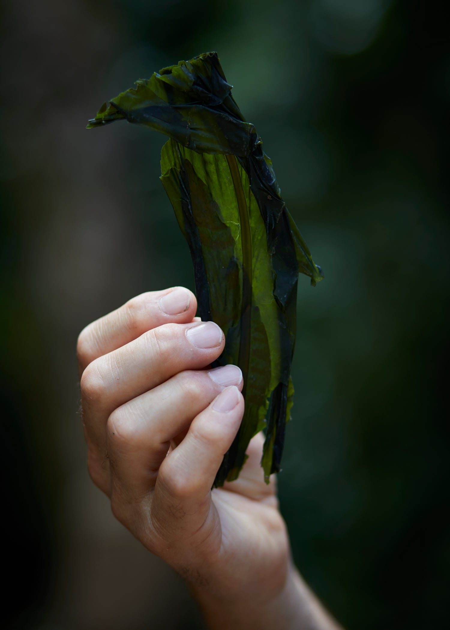A man's hand holding a large piece of dried green Alaria esculenta seaweed or dried kelp