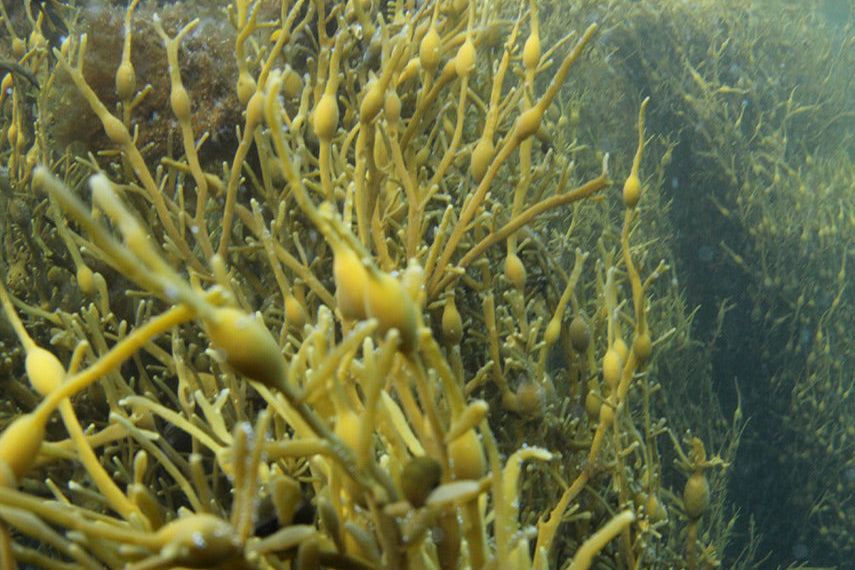 An underwater shot of Ascophyllum nodosum seaweed in the ocean.