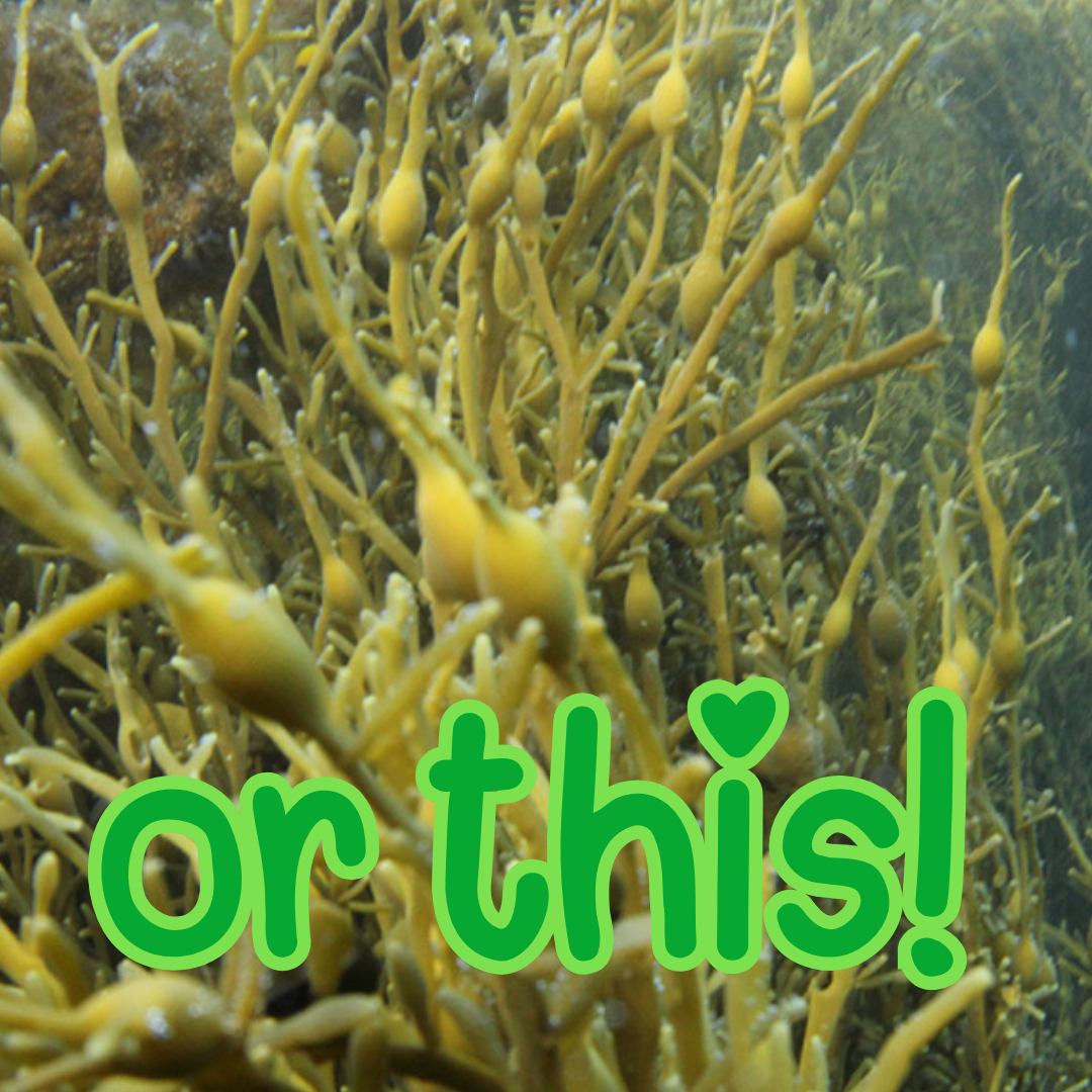 Underwater scene in a kelp forest  ascophyllum nodosum seaweed and green text 'or this!' overlay