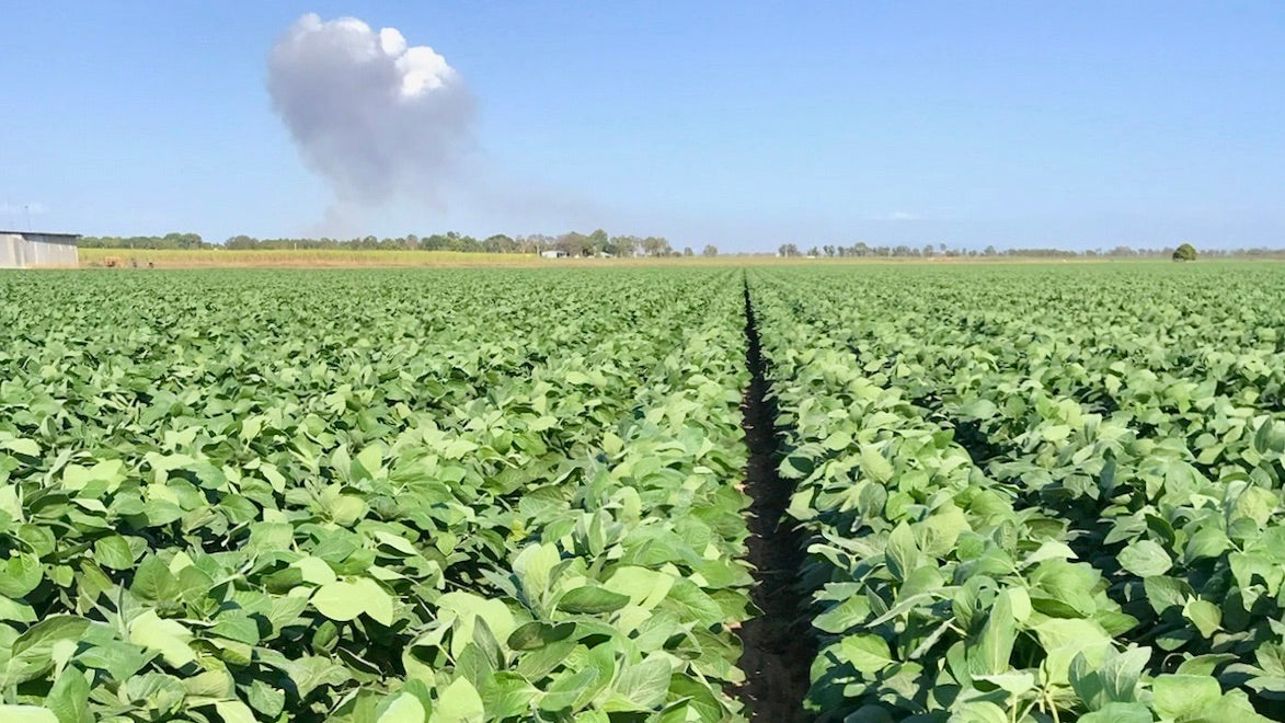 Large field of green beans growing in the Burdekin, Queensland, with a cane fire in the background under a clear blue sky