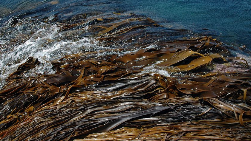Bull kelp seaweed on a rocky shore with ocean waves