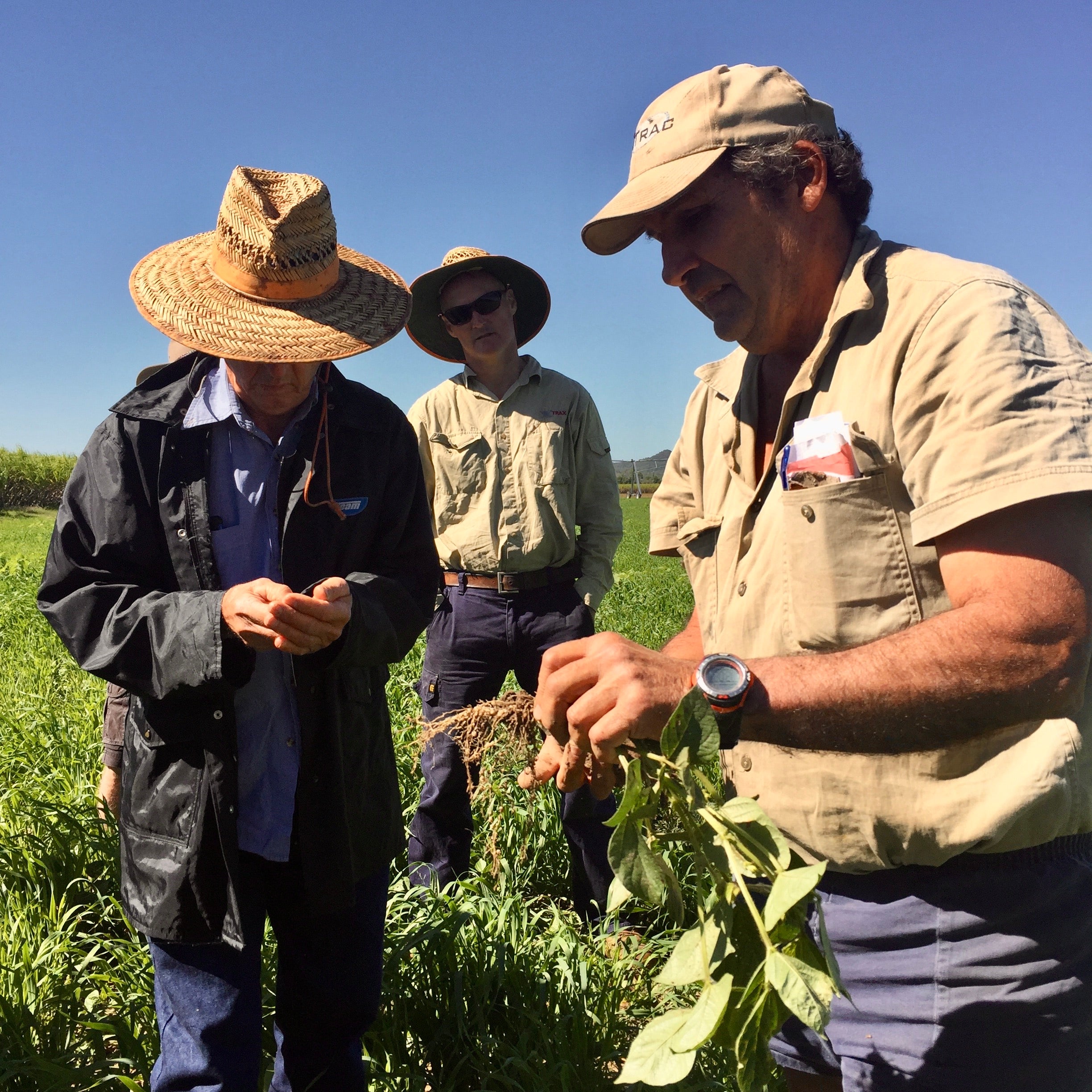 Three farmers inspecting mycorrhizal formations on plant roots on a regenrative farm paddock.