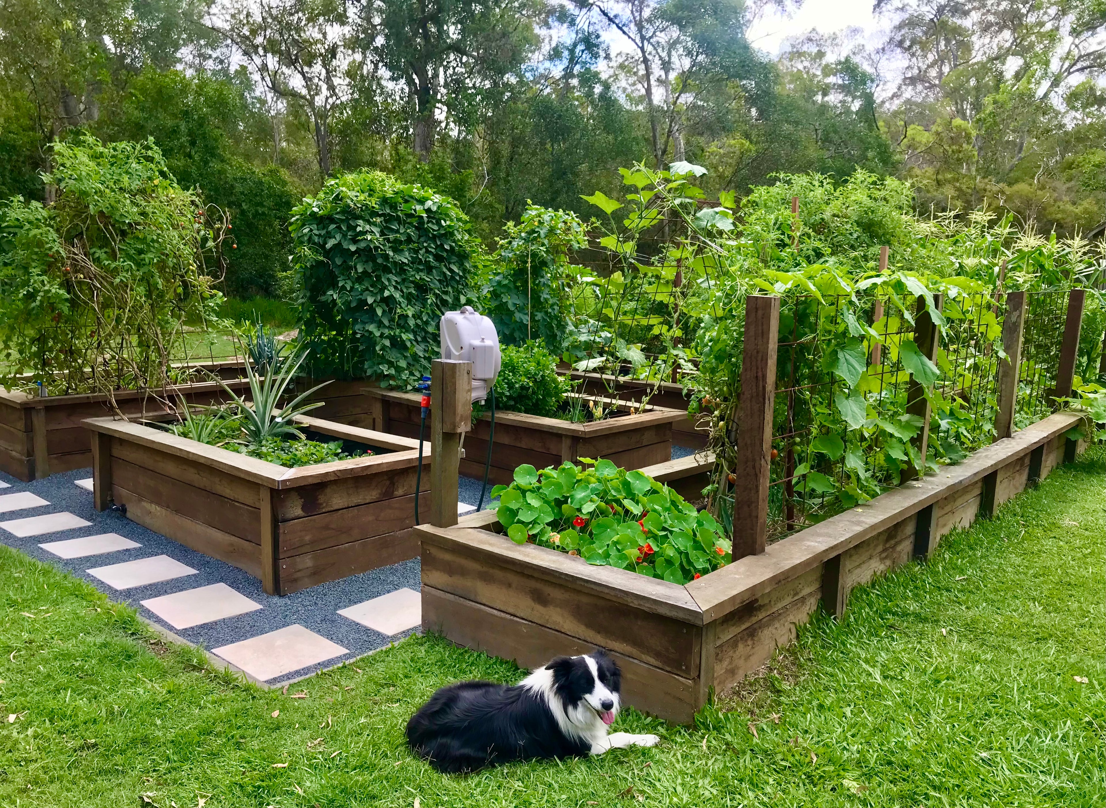 A beautiful vegetable garden with timber raised beds, prolific vegetables growing and a border collie dog sitting on the lawn at the front.