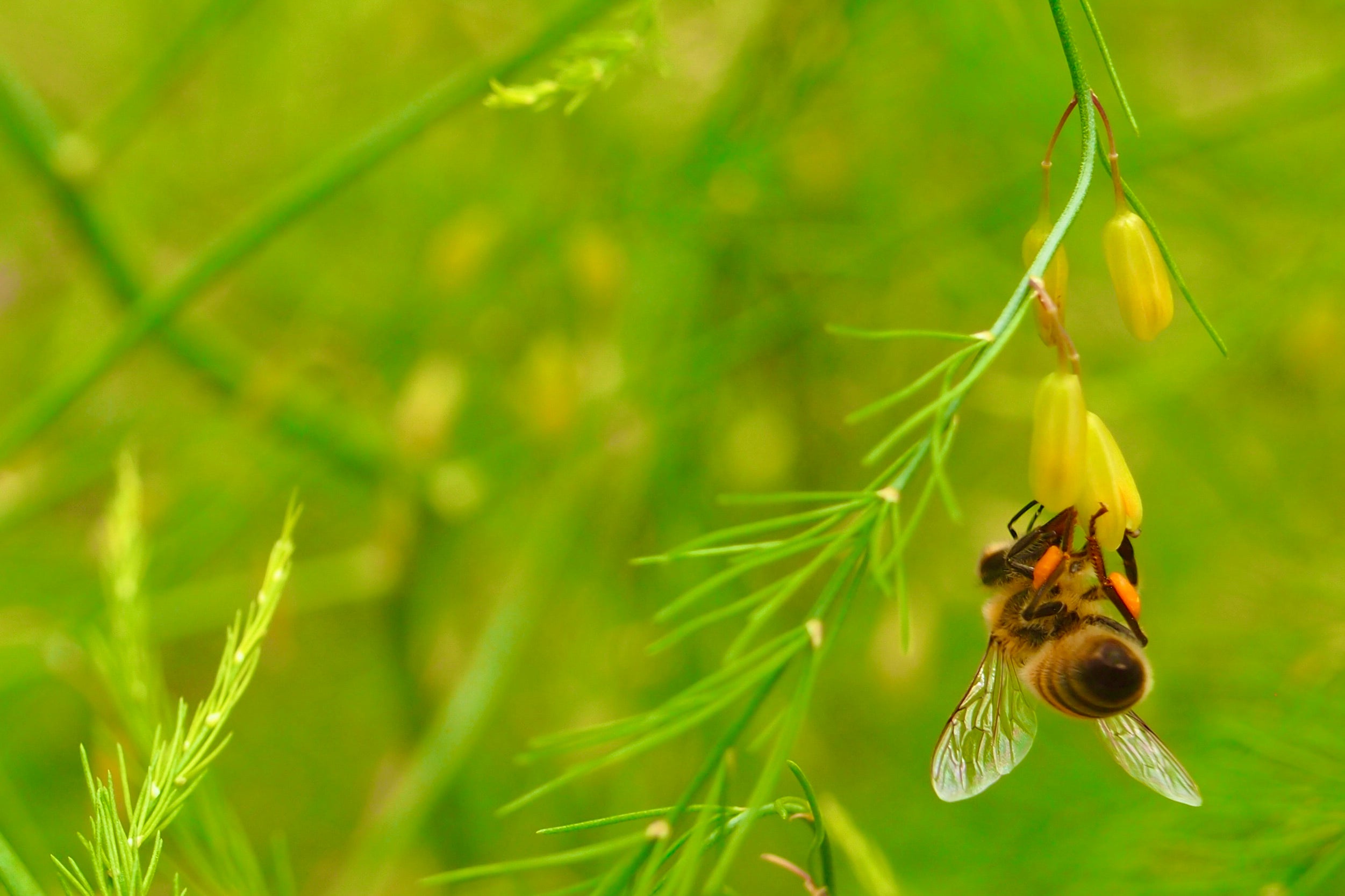 Close up of a honey bee hanging from an asparagus fern flower.