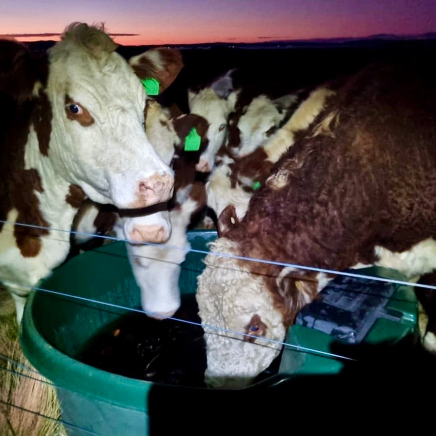 Cows drinking from a water trough with Seaperia seaweed kelp supplement in water.