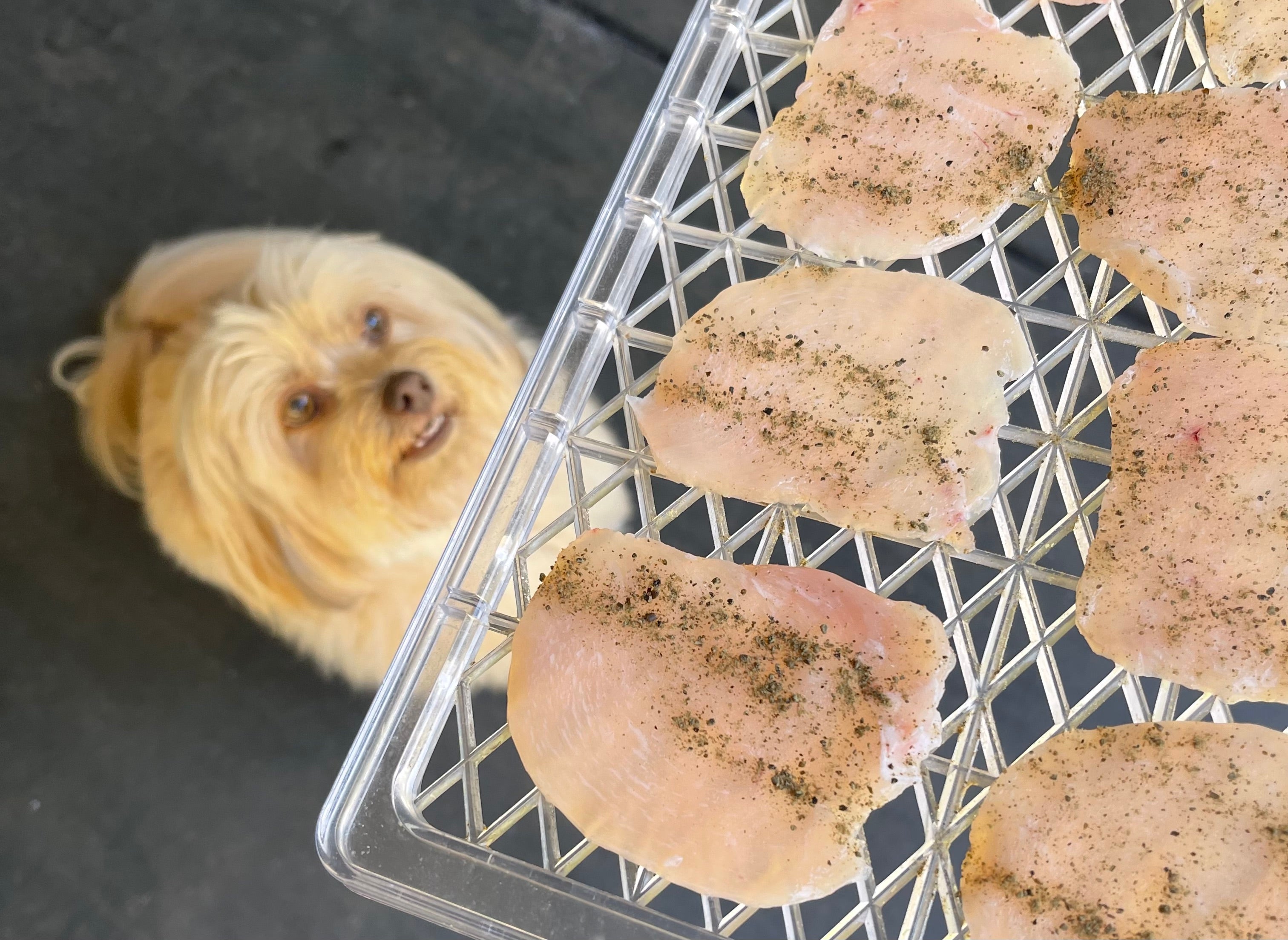 Dehydrated chicken breast dog treats on a tray with a small dog waiting hopefully. Dog treats with seaweed