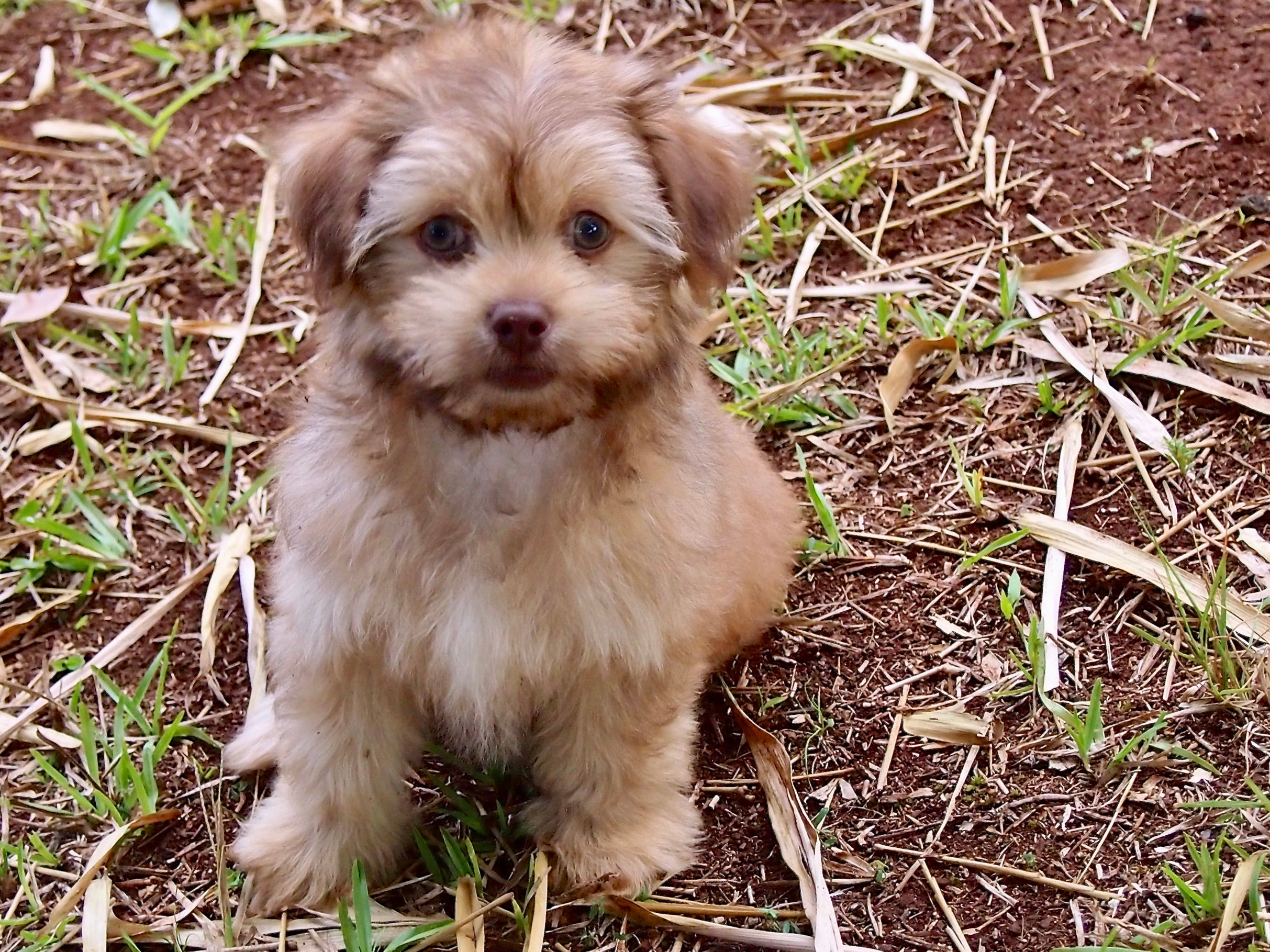 Small brown and white puppy sitting on dry grass and soil