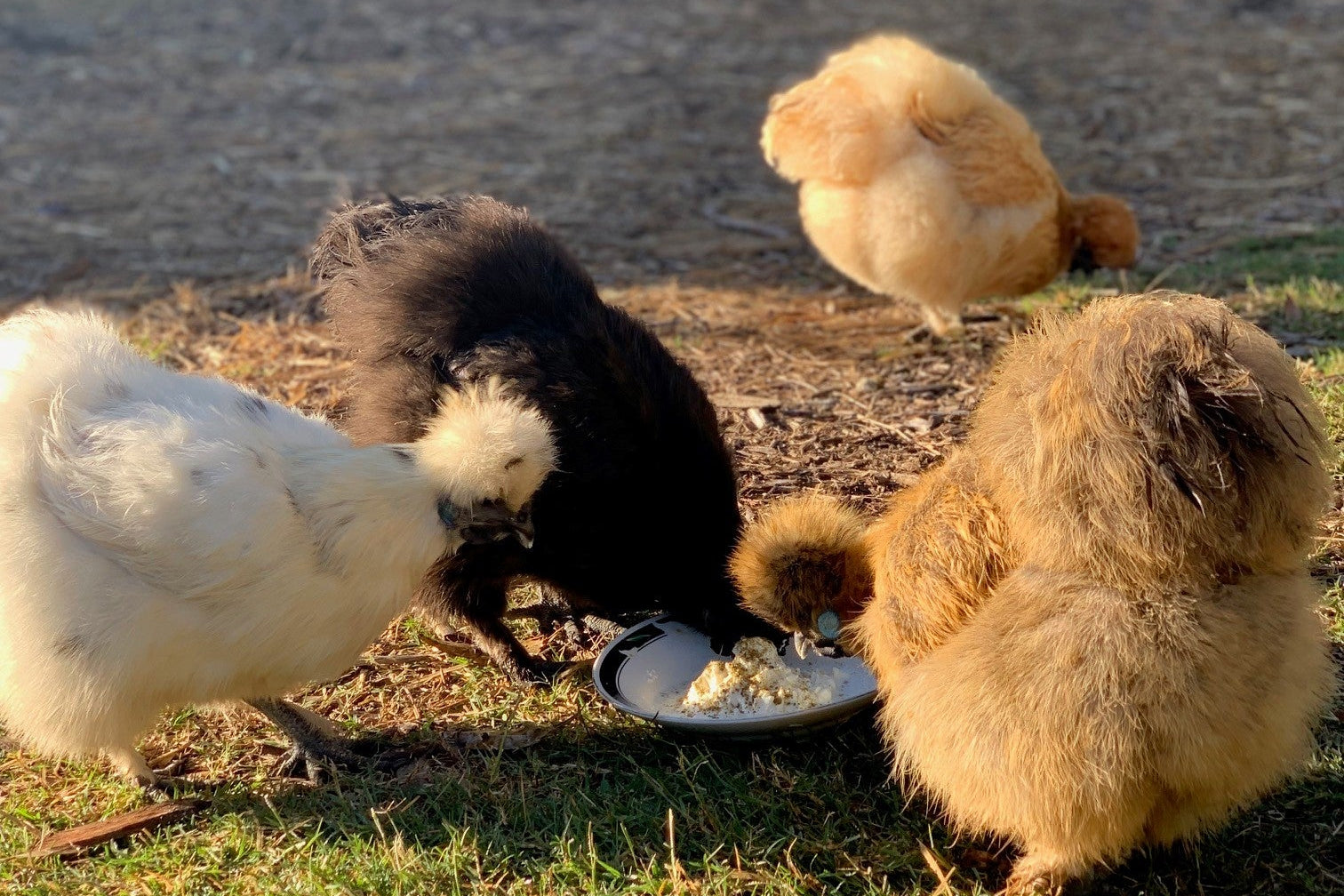 A treat for pet chickens with seaweed and yoghurt