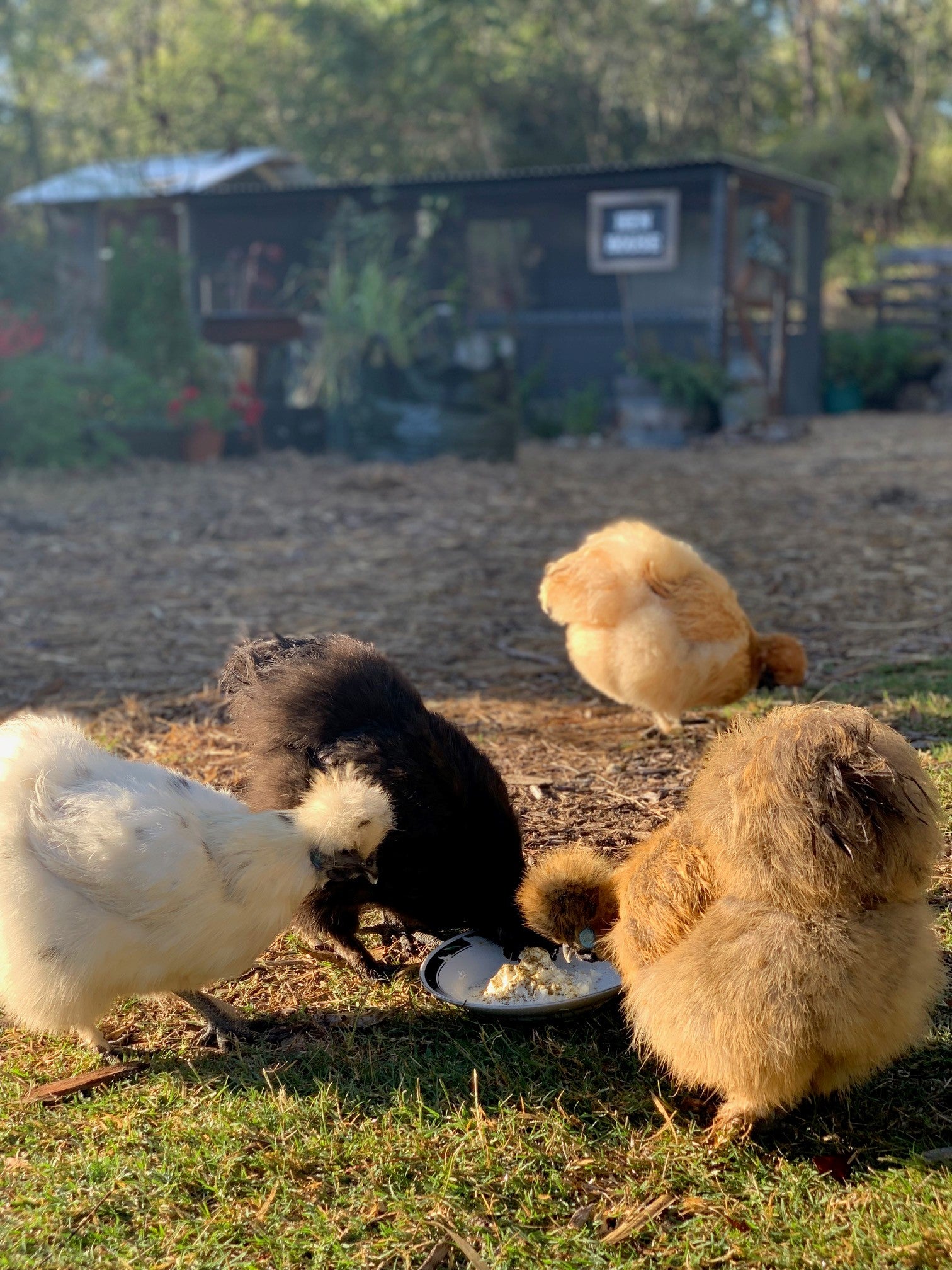 A treat for pet chickens with seaweed and yoghurt