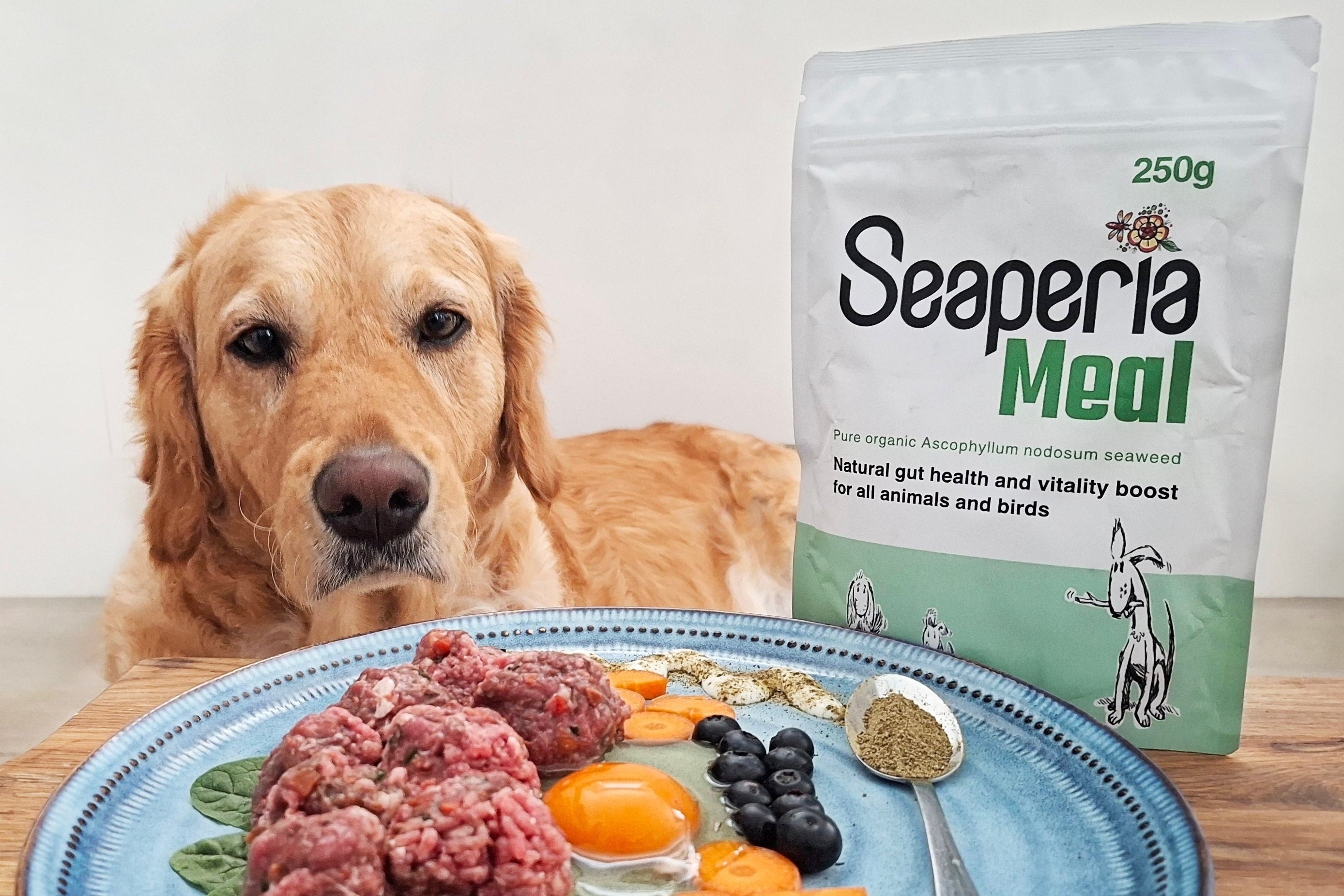 Golden retriever dog looking at a plate of fresh food with a Seaperia Meal package in the background, ascophyllum kelp seaweed for animal health 