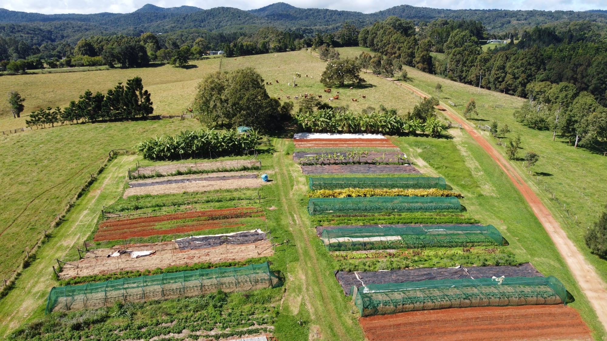 Aerial shot of a farm with vegetable garden beds, a long driveway, cattle in the middle distance and rainforested mountains in the distance