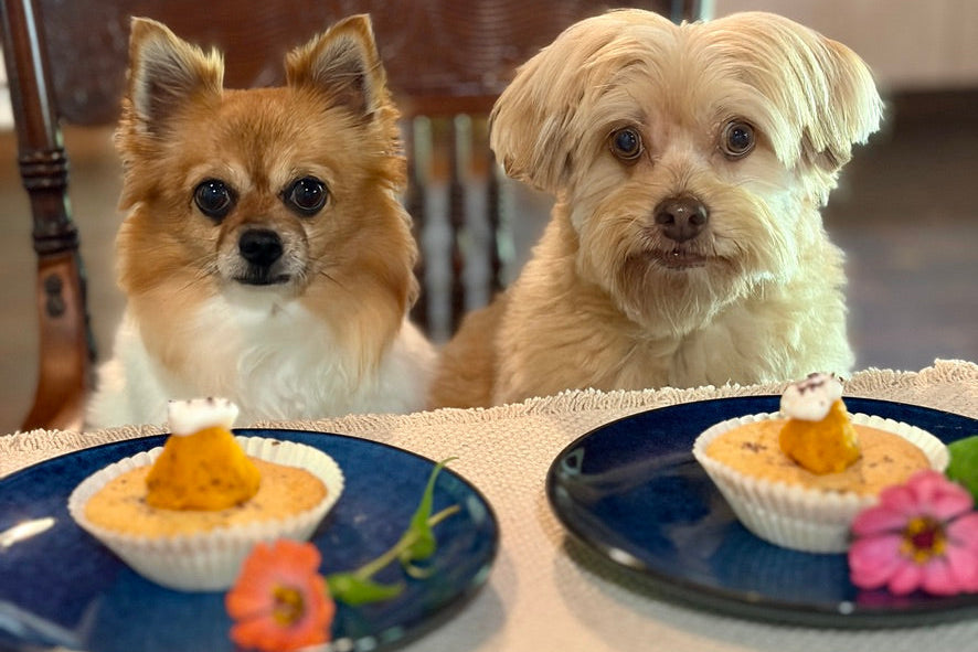 My two dogs enjoying their pupcakes - cupcake recipe for dogs - easy seaweed recipes for dogs