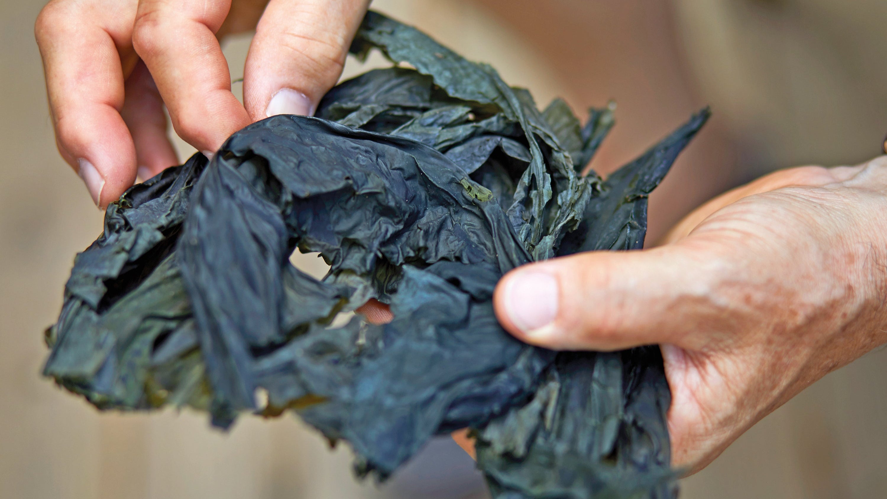 Hands holding dried Alaria seaweed - an ingredient from Seagreens.