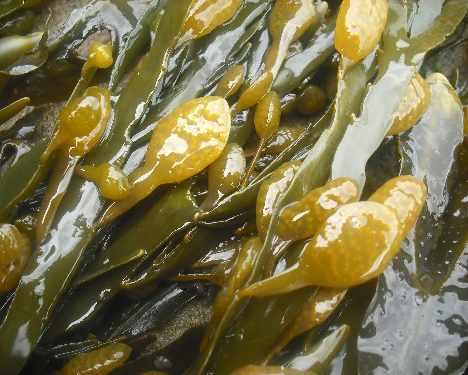 Close up of wet and shiny Ascophyllum nodosum seaweed.