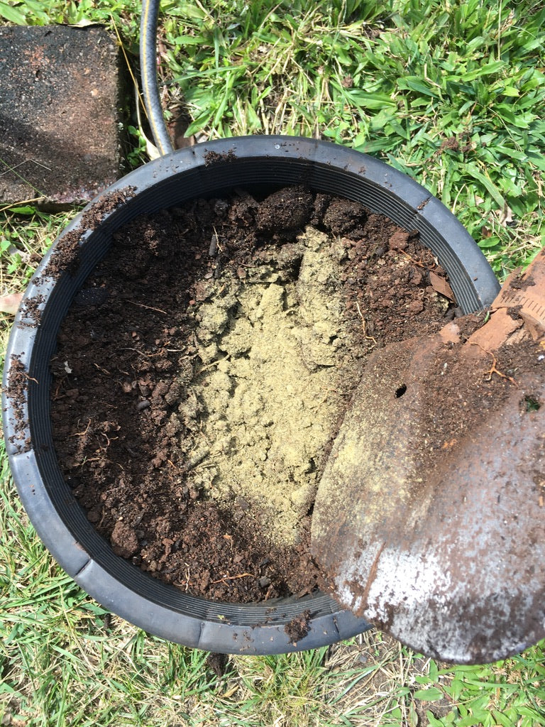 A plant pot filled with potting mix and extra ascophyllum seaweed kelp meal ready to be mixed in with a spade.
