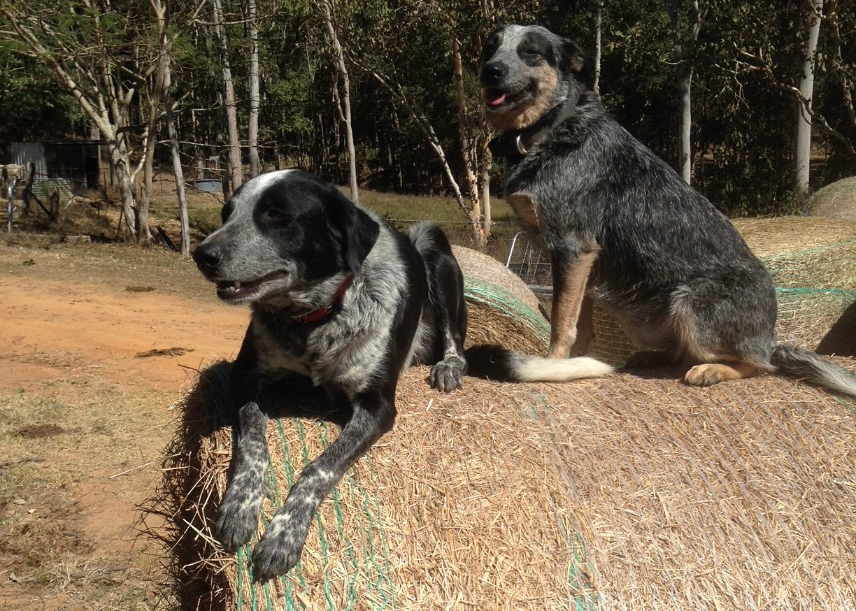 Two blue heeler dogs sitting on hay bales.