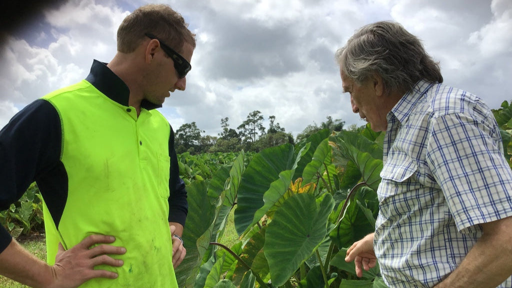 Farmers looking at huge leaves on taro plants in a large paddock grown with Seaperia seaweed.